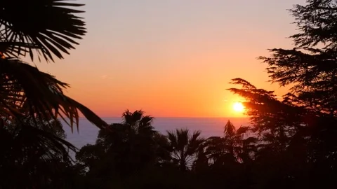 The view from the park with palm trees to a beautiful red sunset Stock Footage 101397071