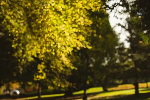 View of park Фото