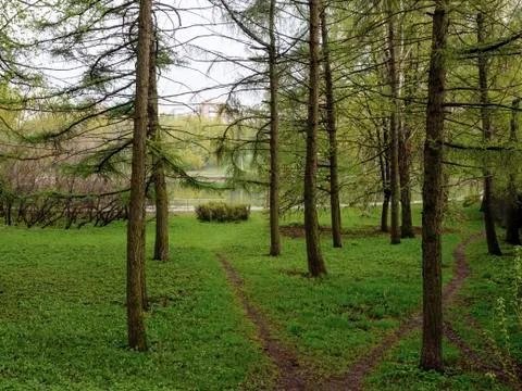View of the Park in spring after rain Stock Photos
