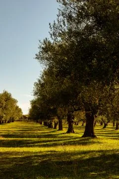  a view of a park in the spring Stock Photos