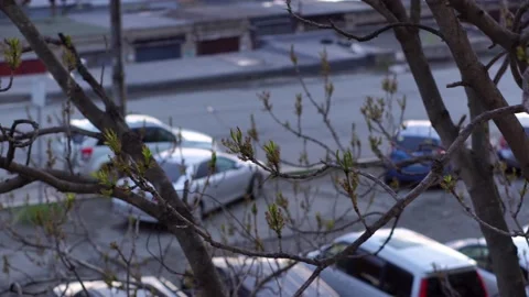 View of the parking lot through the branches of trees Stock Footage 153835474