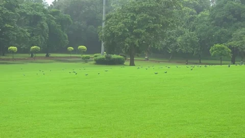 View of Parrot in ground in india Stock Footage 320386637