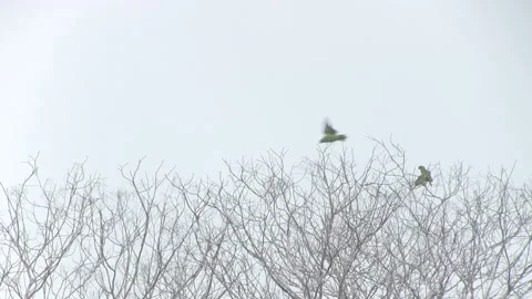 View of Parrots in Dry Tree Stock Footage 140755927
