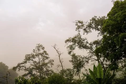 View of part of the forest before it gets covered by a dense fog descending o Stock Photos