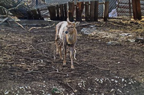 View of part of yard with roebuck Dama dama outdoors Stock Photos