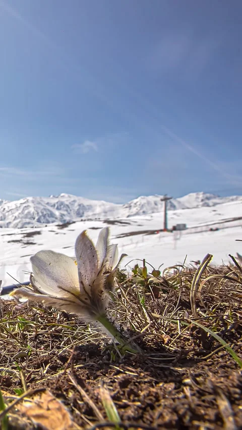 View of a pasqueflower in the snowy mountains of Latvia. Stock Footage 339900550
