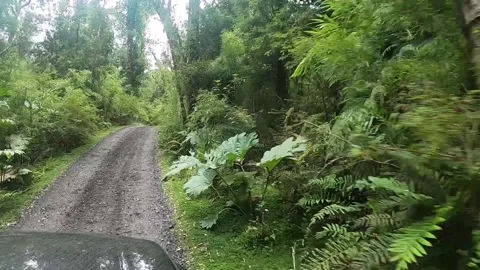 A view from passengers window in a jeep driving through a jungle in Patagonia Vidéo 130662477
