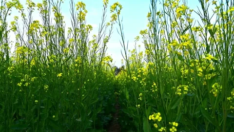 A view of passing in the middle of a mustard field Stock Footage 197033687