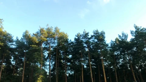 View of passing trees through the window of a ca Stock Footage 95120884