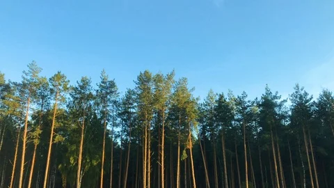 View of passing trees through the window of a ca Stock Footage 95120919
