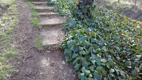 The view of the path and stairs covered with dirt in the trees and ivy. Stock Footage 232431684