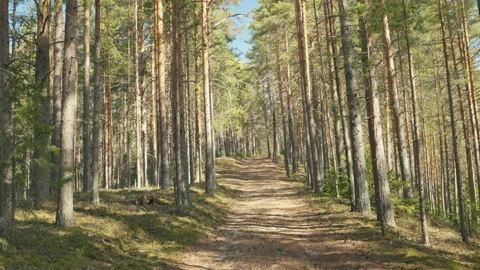 View of the path in a beautiful coniferous forest on a sunny day. Beautiful Stockbeeldmateriaal 194169440