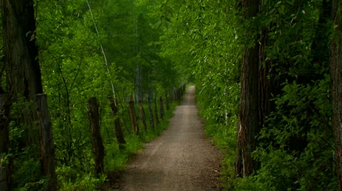 View of path in forest Stock Footage 57814240