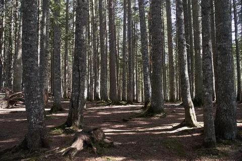 View of the path in the forest Stock Photos