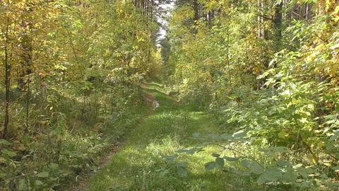 View of the path in the forest surrounded by pine trees and shrubs. Stock Footage 95483573