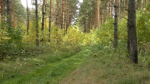 View of the path in the forest surrounded by pine trees and shrubs. Stock Footage 95483645