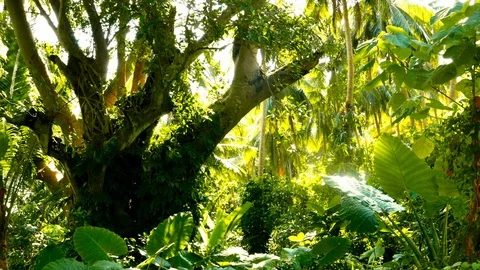View of path leading through a tropical forest. 스톡 동영상 104769178
