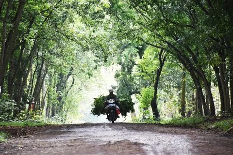 View of the path in the middle of a dense forest Stock Photos