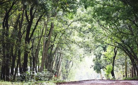 View of the path in the middle of a dense forest Foto stock