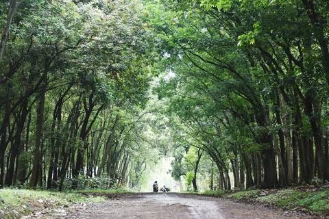 View of the path in the middle of a dense forest Foto stock