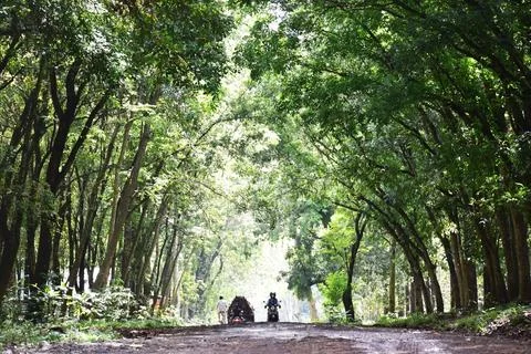 View of the path in the middle of a dense forest Stock Photos