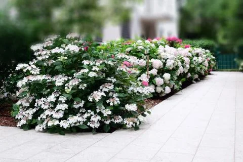 View of the path near the building made of natural stone, along which hydrangea Stock Photos