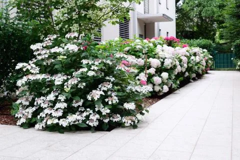 View of the path near the building made of natural stone, along which hydrang Stock Photos