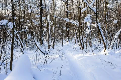 View of path in snowy forest of park in wither Foto stock