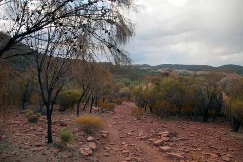 View of path through australian bush in the pound Stock Photos