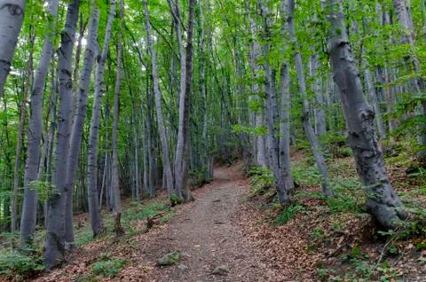 View of a path through a lush green beech summer forest Stock Photos