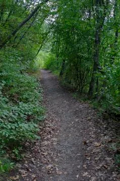 View of path through  lush green early autumn forest, lulin mountain Stock Photos