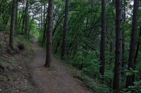 View of path through  lush green early autumn forest, lulin mountain Stock Photos