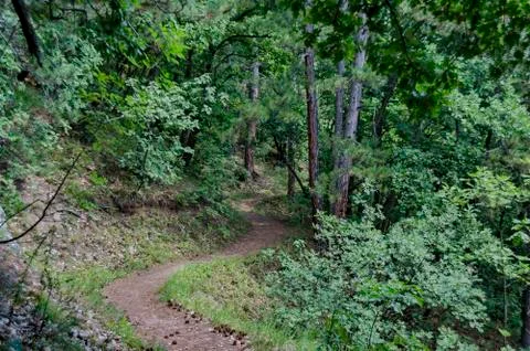 View of path through  lush green early autumn forest, lulin mountain Stock Photos