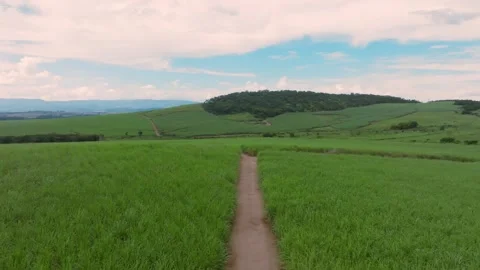 View of path through the plantation Stock Footage 265253490