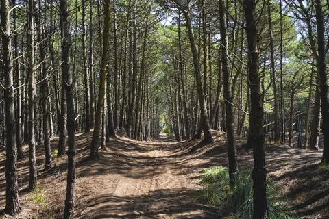 View of a path under the trees inside a forest Stock Photos