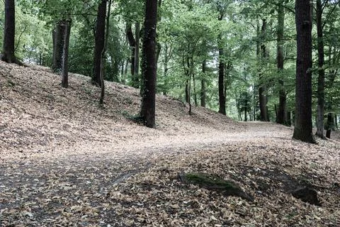 View of paths in the forest with hilly relief. Landscape concept, background. Stock Photos