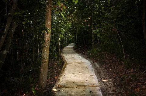 View of pathway to deep jungle. Traveler and nature concept Stock Photos