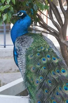 View of patterns in feathers on peacock's back and train Stock Photos