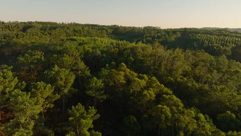 A View of Peaceful Pine Forest of Malpica, Spain - Drone Flying Forward Vidéo 254948241