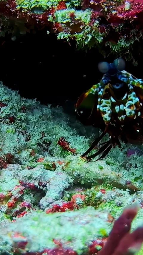 View of a peacock mantis shrimp on a coral reef in Indonesia. Stock Footage 339898422