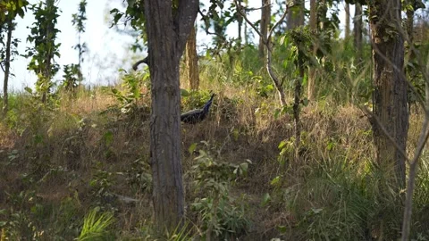 View of a peacock walking through a forest, Nepal. Vídeo Stock 335607952