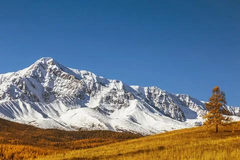 View of peaks of the north chui range and autumn taiga Stock Photos