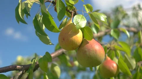 View of Pears and leaves. Stock Footage