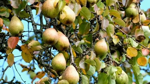 View of pears Video stock 236126719
