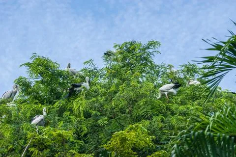 View of the pelicans sitting in top of tree against the blue sky Stock Photos