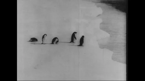 View of penguins playing with worker and group of dog - 1933-37 Stock Footage 98159020