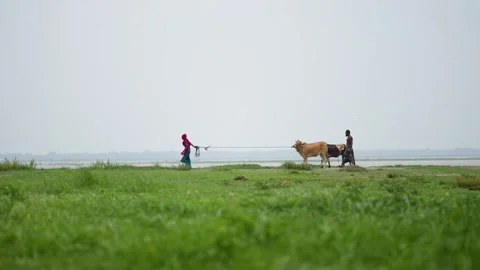 View of people leading cattle across a green field, Bangladesh. Stockbeeldmateriaal 336429087