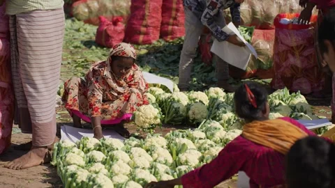 View of people sorting fresh cauliflowers at a market, Bangladesh. Video stock 335018314