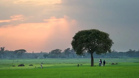 View of people walking in green fields at sunset in Bangladesh. Video stock 335554313