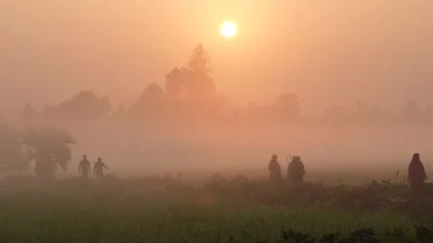 View of people walking in misty fields at sunrise, Bangladesh. Stock Footage 335590099